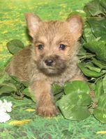 Cora, a female Cairn Terrier for sale in Madison, SD – Photo 2 of 8