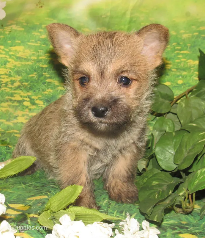 Cora – Cairn Terrier puppy for sale in Madison, SD