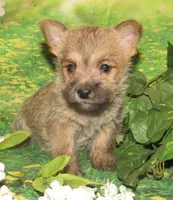 Cora, a female Cairn Terrier for sale in Madison, SD – Photo 1 of 8