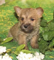 Cora, a female Cairn Terrier for sale in Madison, SD – Photo 4 of 8
