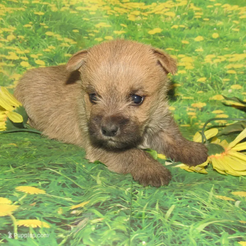 Cora – Cairn Terrier puppy for sale in Madison, SD