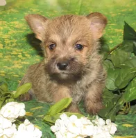Cora, a female Cairn Terrier for sale in Madison, SD – Photo 3 of 8