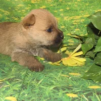 Cora, a female Cairn Terrier for sale in Madison, SD – Photo 4 of 4
