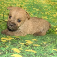 Cora, a female Cairn Terrier for sale in Madison, SD – Photo 2 of 4