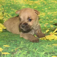 Cora, a female Cairn Terrier for sale in Madison, SD – Photo 3 of 4