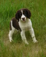 Sassy, a female English Springer Spaniel for sale in Madison, SD – 2 of 8