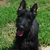 Pamela, a female Scottish Terrier for sale in Madison, SD – Photo 2 of 10