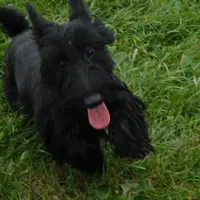 Pamela, a female Scottish Terrier for sale in Madison, SD – Photo 8 of 10