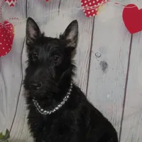 Pamela, a female Scottish Terrier for sale in Madison, SD – Photo 5 of 10