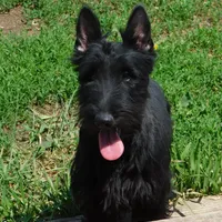 Pamela, a female Scottish Terrier for sale in Madison, SD – Photo 1 of 10