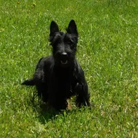 Pamela, a female Scottish Terrier for sale in Madison, SD – Photo 3 of 10
