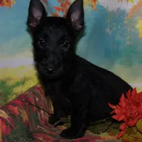 Pamela, a female Scottish Terrier for sale in Madison, SD – Photo 6 of 10