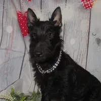 Pamela, a female Scottish Terrier for sale in Madison, SD – Photo 4 of 10
