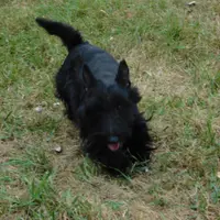 Pamela, a female Scottish Terrier for sale in Madison, SD – Photo 9 of 10