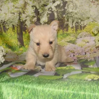 Bonnie, a female Scottish Terrier for sale in Madison, SD – 2 of 4