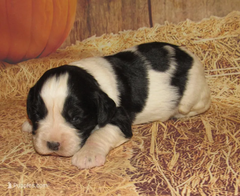 Sheba  – English Springer Spaniel puppy for sale in Madison, SD