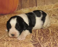 Sheba , a female English Springer Spaniel for sale in Madison, SD – 1 of 3