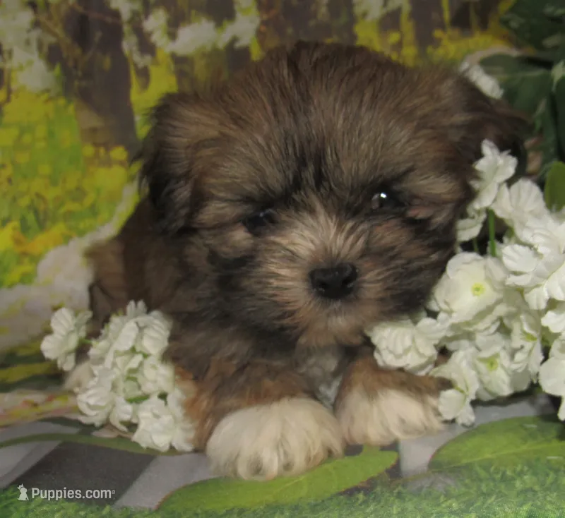 Fancy – Lhasa Apso puppy for sale in Madison, SD