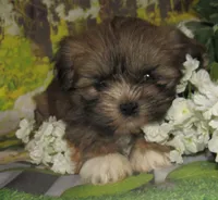 Fancy, a female Lhasa Apso for sale in Madison, SD – 1 of 8