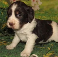Sylvia, a female English Springer Spaniel for sale in Madison, SD – 3 of 4