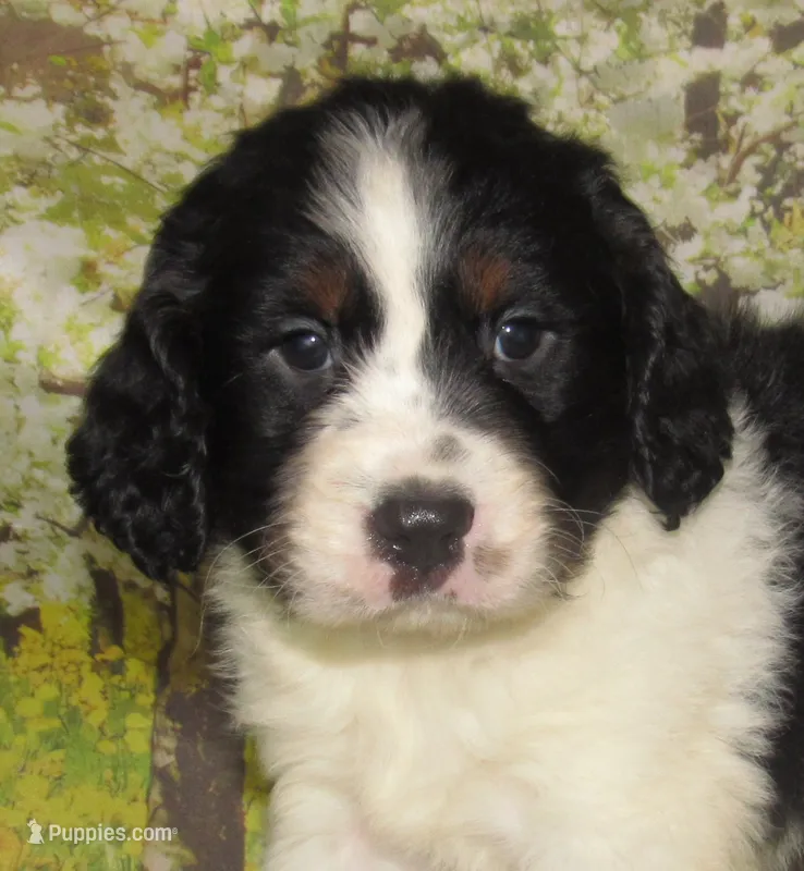 Shirley – English Springer Spaniel puppy for sale in Madison, SD
