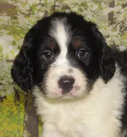 Shirley, a female English Springer Spaniel for sale in Madison, SD – 1 of 7