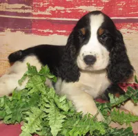 Sheldon, a male English Springer Spaniel for sale in Madison, SD – 3 of 7