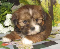 Joy, a female Lhasa Apso for sale in Madison, SD – 2 of 7