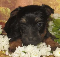 Holly, a female Silky Terrier for sale in Madison, SD – 2 of 5