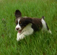 Sassy, a female English Springer Spaniel for sale in Madison, SD – 4 of 8