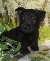 Bennett, a male Scottish Terrier for sale in Madison, SD – 9 of 9