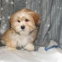 Callie, a female Lhasa Apso for sale in Madison, SD – Photo 1 of 3