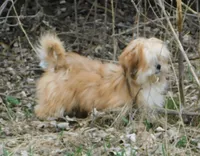 Callie, a female Lhasa Apso for sale in Madison, SD – Photo 3 of 8
