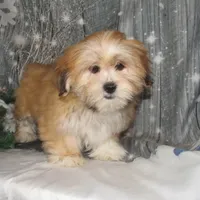 Callie, a female Lhasa Apso for sale in Madison, SD – Photo 2 of 3