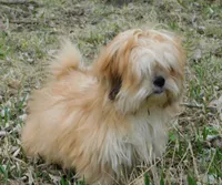 Callie, a female Lhasa Apso for sale in Madison, SD – Photo 2 of 8