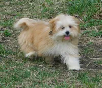 Callie, a female Lhasa Apso for sale in Madison, SD – Photo 4 of 8