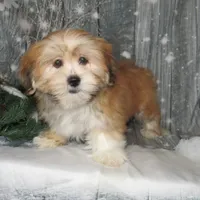 Callie, a female Lhasa Apso for sale in Madison, SD – Photo 3 of 3