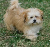 Callie, a female Lhasa Apso for sale in Madison, SD – Photo 5 of 8