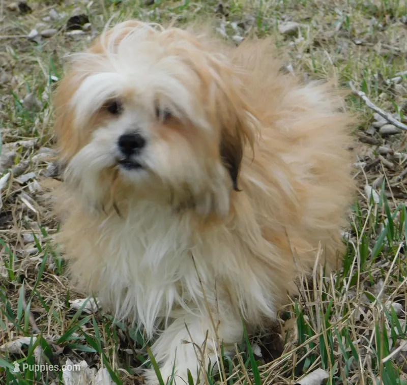 Callie – Lhasa Apso puppy for sale in Madison, SD
