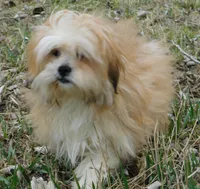 Callie, a female Lhasa Apso for sale in Madison, SD – Photo 1 of 8