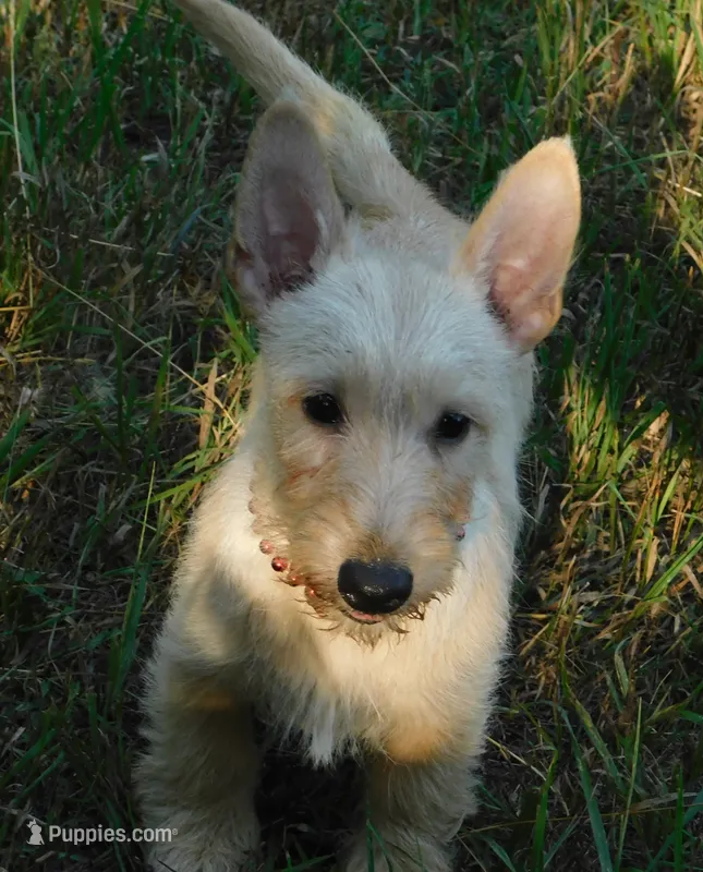 Betsy – Scottish Terrier puppy for sale in Madison, SD
