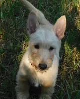 Betsy, a female Scottish Terrier for sale in Madison, SD – 1 of 10