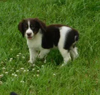 Sassy, a female English Springer Spaniel for sale in Madison, SD – 7 of 8