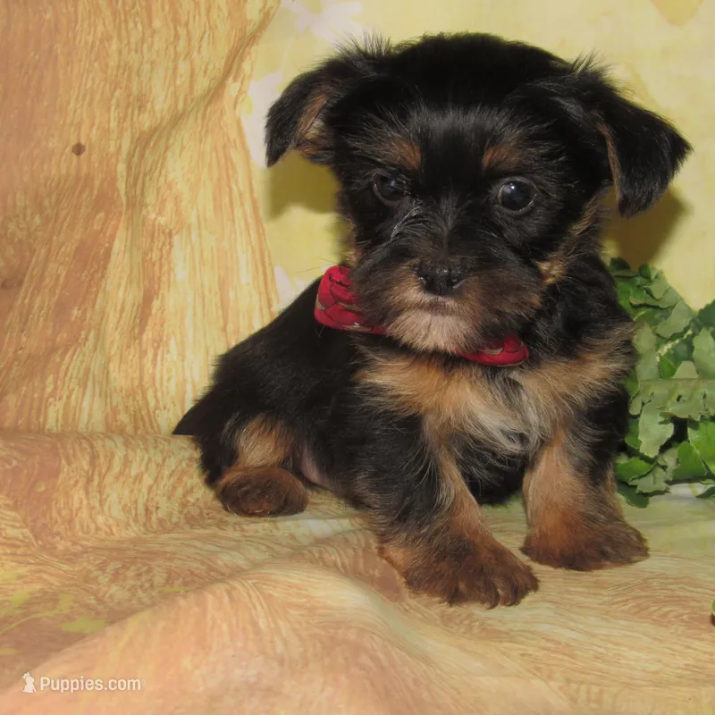 Benny – Lhasa Apso, Silky Terrier puppy for sale in Madison, SD