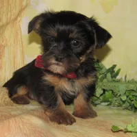 Benny, a male Lhasa Apso and Silky Terrier for sale in Madison, SD – Photo 3 of 7