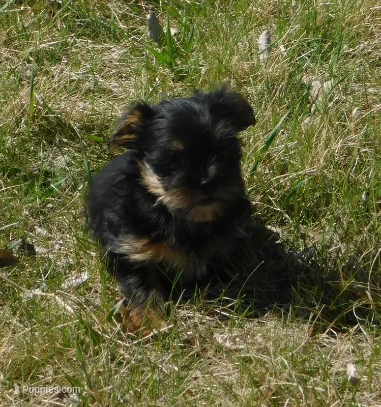 Benny – Lhasa Apso, Silky Terrier puppy for sale in Madison, SD