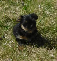Benny, a male Lhasa Apso and Silky Terrier for sale in Madison, SD – 1 of 10
