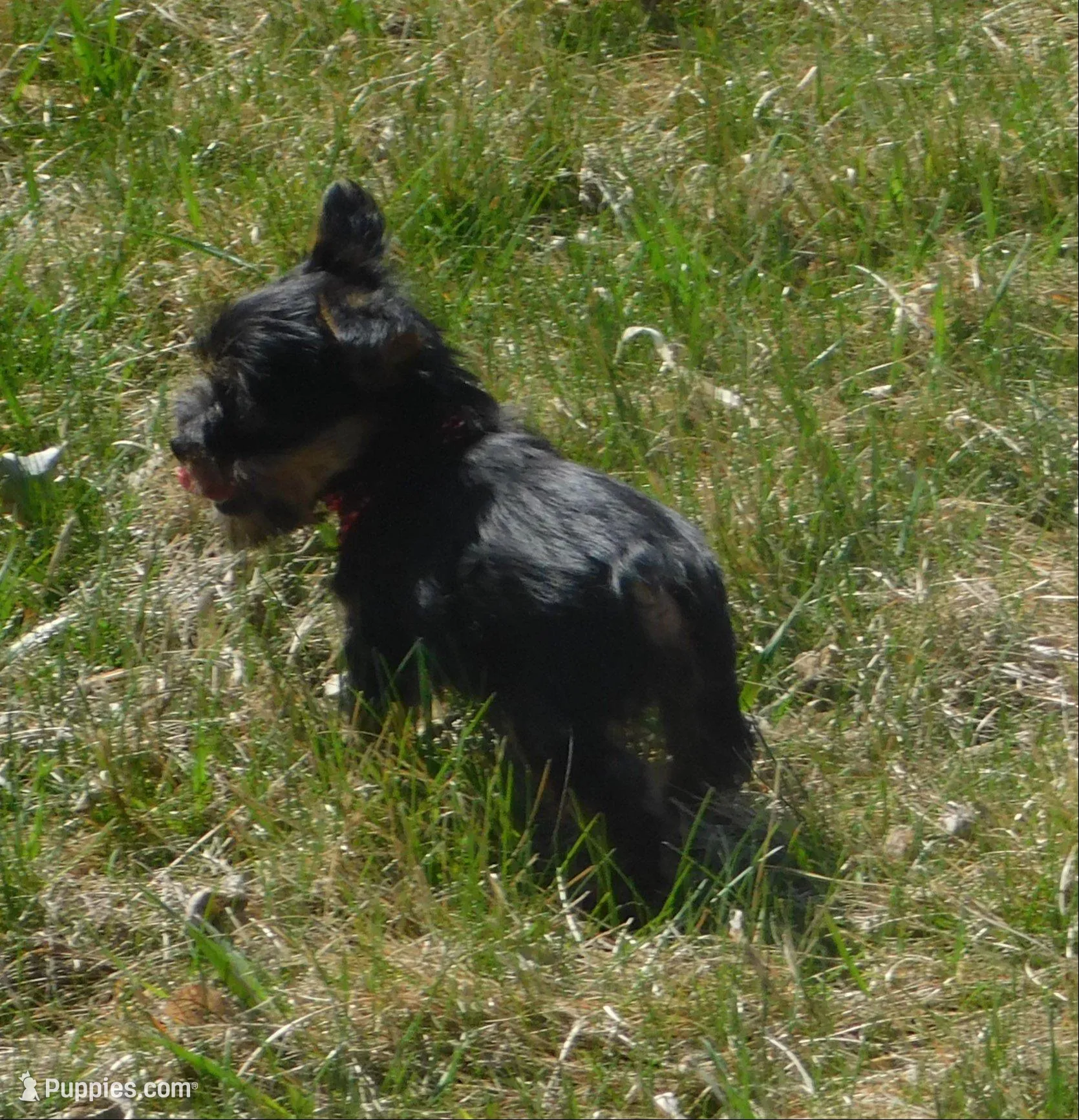 Benny, a male Lhasa Apso and Silky Terrier for sale in Madison, SD – 3 of 10