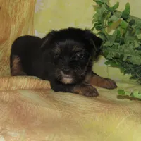 Benny, a male Lhasa Apso and Silky Terrier for sale in Madison, SD – Photo 2 of 3