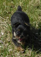 Benny, a male Lhasa Apso and Silky Terrier for sale in Madison, SD – 2 of 10